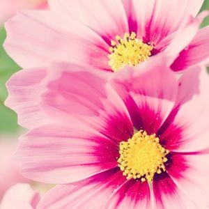 Meet your Posher, Sahra